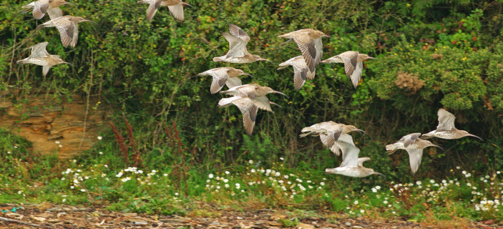 kingsbridge frogmore walk banner image (1)