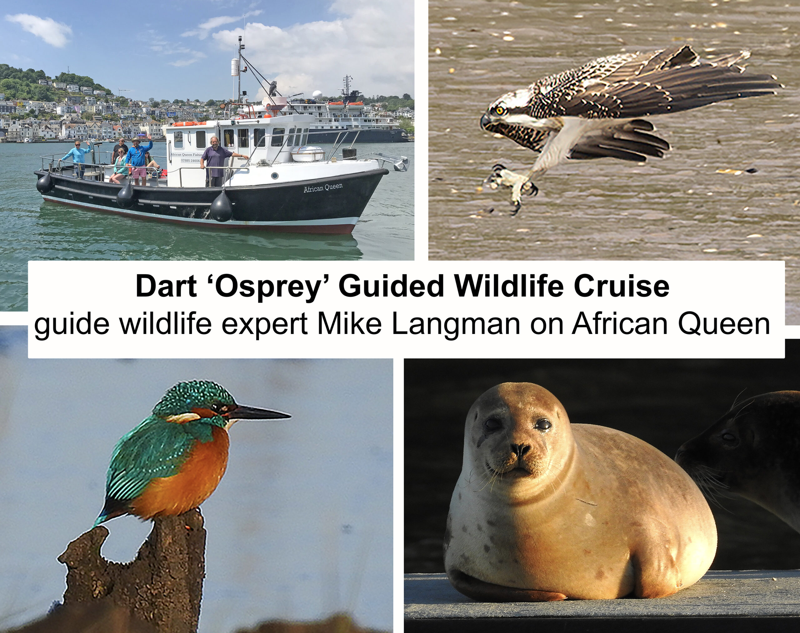 Four images for Dart Osprey Guided Wildlife Cruise: Vessel African Queen, Osprey, Kingfisher, Seal