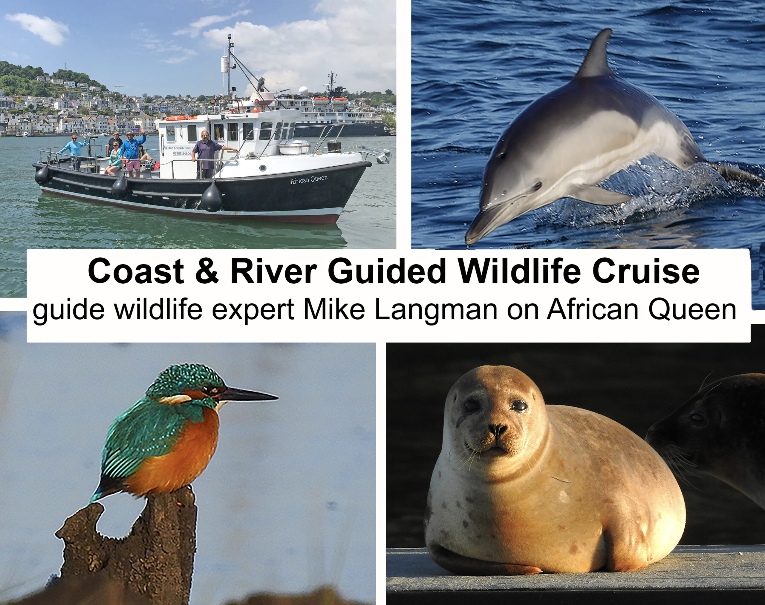 Four images for Coast and River Guided Wildlife Cruise: Vessel African Queen, Dolphin, Kingfisher, Seal